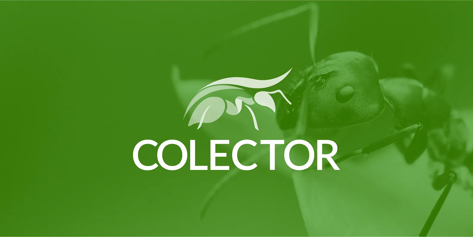 Colector